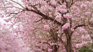 belleza antecedentes de tabebuia rosa,rosa pantip rosado flores es un caduco perenne planta. medio a grande oval o esférico pabellón extensamente untado en capas. el ladrar es liso, gris o marrón. video