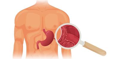 Human stomach in body anatomy vector