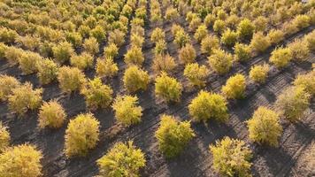 uma romã Pomar com milhares do romã árvores plantado video
