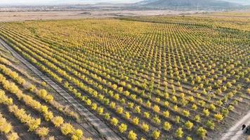 a pomegranate orchard with thousands of pomegranate trees planted