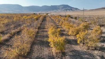 a pomegranate orchard with thousands of pomegranate trees planted