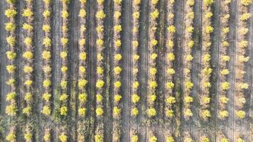 a pomegranate orchard with thousands of pomegranate trees planted video