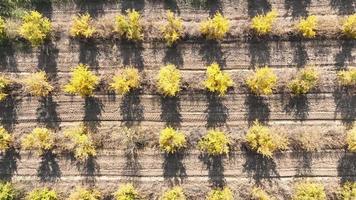 Aerial view a tractor is driving through thousands of pomegranate trees video