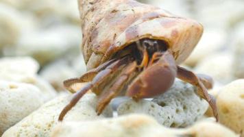 Gros crabe ermite rampant sur la plage, Thaïlande, îles Similan video