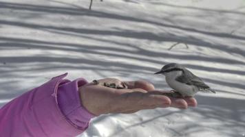 nötväcka och mes fåglar i kvinnors hand äter frön, vinter, långsam rörelse, hdr antal fot video