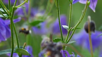 Bumblebee on a purple aquilegia flower video