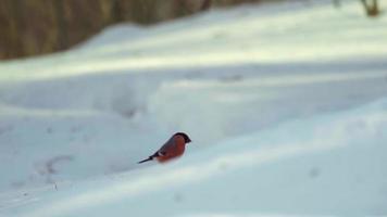 Bullfinch female on snow eating sunflower seeds video