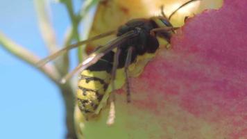 frelon mange la chair d'une pomme rouge mûre video