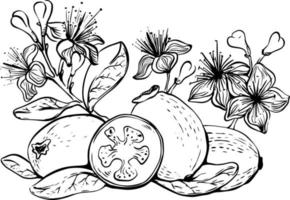 Hand drawn lineart feijoa fruits with flowers and leaves on white background vector