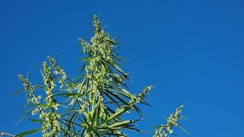 Haut de cannabis avec bourgeons et fleurs contre une bleu ciel. video