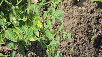 en blommande tomat buske under en varm solsh i en fält video