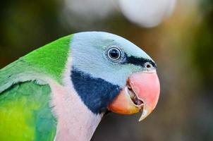 Beautiful bird close-up photo