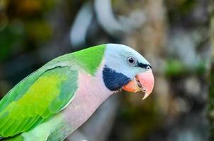 Beautiful bird close-up photo