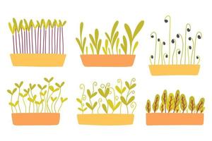 Set of hand drawn microgreens in pots. Vector illustration in flat style isolated on white background. Collection micro green. Growing superfood at home.