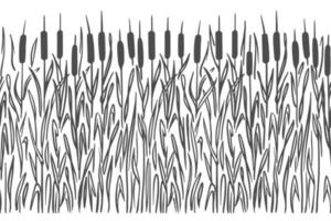 Bulrush marsh plant, silhouette on a white background. Seamless pattern horizontal. Doodle sketch style. Vector. vector