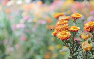 beautiful orange straw flower on nature bcakground photo