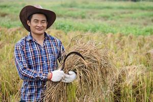 hermoso asiático hombre granjero es a arrozal campo, usa sombrero, tartán camisa, sostiene hoz y cosecha arroz. concepto, agricultura ocupación. tailandés agricultores crecer orgánico arroz. foto