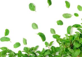 Fresh mint leaves isolated on white background photo