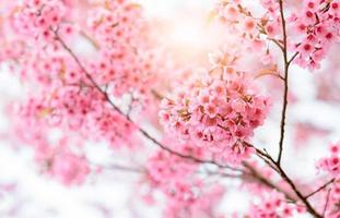 Beautiful Wild Himalayan Cherry Blossom in Phu Lom Lo photo