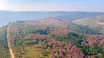 Pink sakura Flower or Wild Himalayan Cherry on mountain photo