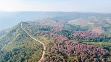 Pink sakura Flower or Wild Himalayan Cherry on mountain photo