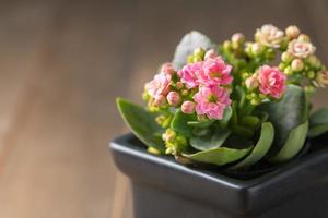 beautiful pink Kalanchoe flower in small pot photo
