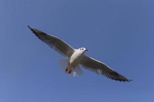 close up of seagull flying in a blue sky photo