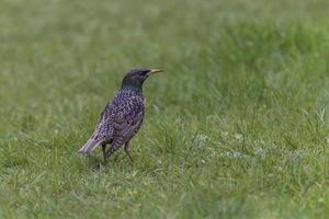 close up of starling standing in green grass photo