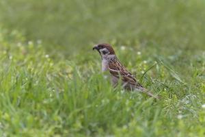 sparrow eating insect in green grass photo