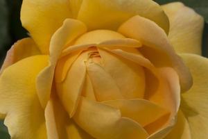 close up of yellow rose flower photo