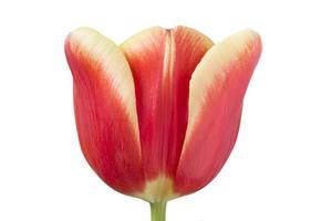 close up of red with yellow tulip photo