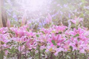 beautiful pink lily in garden photo