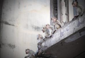 Monkeys sit on building in Lopburi downtawn, photo