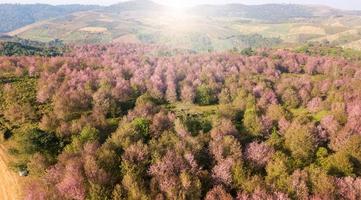 Pink sakura forest on mountain near agriculture aera photo