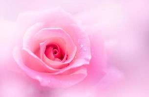 close up of fresh pink rose flower, photo