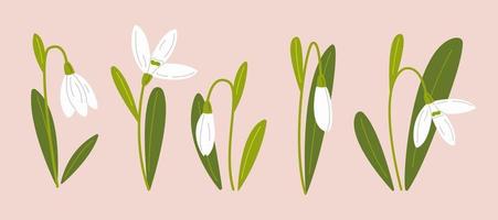 Set of snowdrops. First spring flowers. Delicate flowers of snowdrops for your design. Vector illustration.