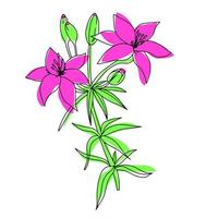 Doodle lily flower with color. Lilium outline. Vector illustraiton.