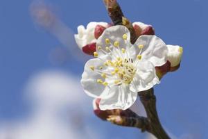 close up of apricot tree blossoming against blue sky photo