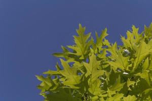 green oak tree leaves against blue sky photo