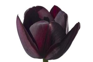close up of dark violet tulip isolated on white photo