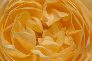 close up of yellow rose flower photo