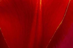 macro photo of red tulip petal texture