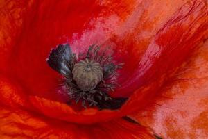 close up of red poppy flower photo