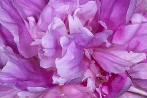 close up of purple peony flower photo