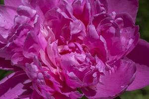 close up of curly peony flower in garden photo