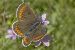 cerca arriba de pequeño marrón Lycaenidae mariposa foto