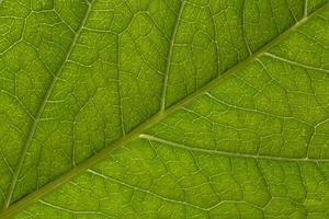 close up of green leaf texture photo