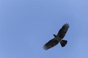 hooded crow flying in a blue sky photo