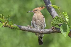 close up of hoopoe sitting on branch of tree photo