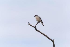 lesser grey shrike sitting on dry branch photo